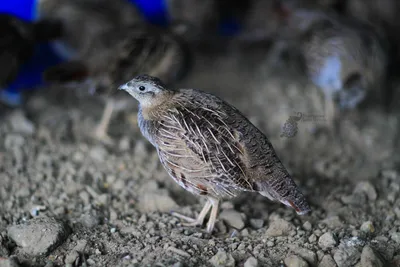 Куропатка Chukar --- Птицы Пакистана Стоковое Фото - изображение  насчитывающей тип, парк: 114639868