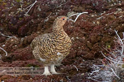 Серая куропатка – Perdix perdix (Linnaeus, 1758) « Красная книга Томской  области | ОГБУ \"Облкомприрода\"