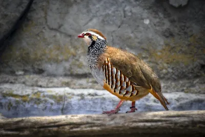 Среднерусская белая куропатка Lagopus lagopus rossicus | Красная книга  России.