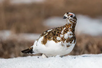 Тундровая куропатка (Животный мир Восточно- Казахстанской Области) ·  iNaturalist