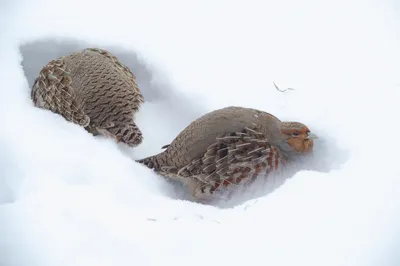 Белая куропатка