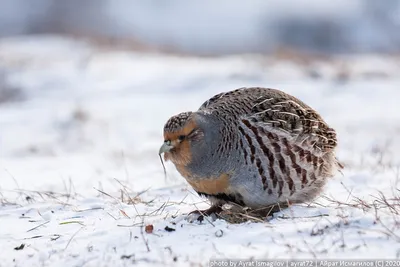 Бородатая куропатка - eBird