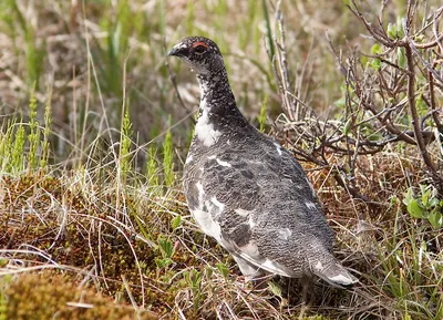 Горная бамбуковая куропатка - eBird