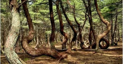 Танцующий Лес на Куршской косе: Какую тайну хранят пляшущие деревья этого  аномального места?