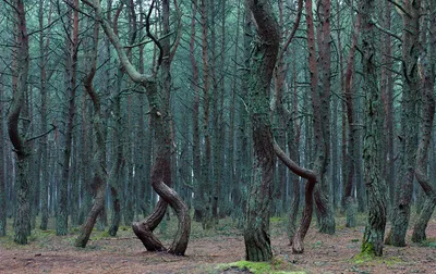 File:Танцующий лес на Куршской косе.jpg - Wikimedia Commons