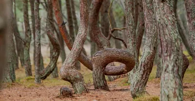 Танцующий лес на Куршской косе | Лариса Склярова | Дзен