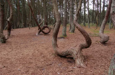 Танцующий лес - Куршская коса (Калининградская область) | Прометеос