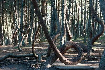 Танцующий лес - чем не Дудл для Google? | Куршская Коса - национальный парк