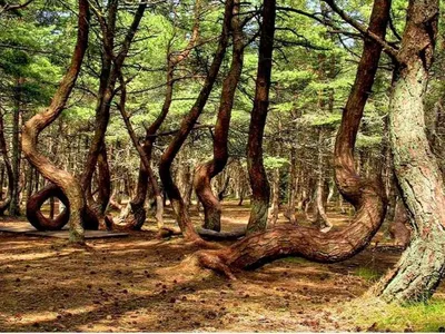 Тайна «танцующего леса» раскрыта - Новости Калининграда