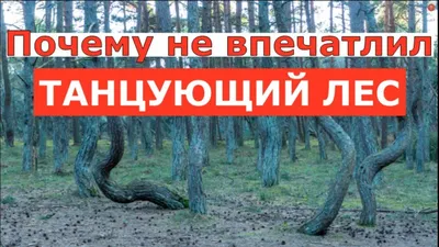 На Куршской косе началась реконструкция маршрута «Танцующий лес» - Разное -  Афиша Калининграда - Новый Калининград.Ru