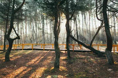 Танцующий лес» на Куршской косе закрыли до 2022 года — РБК