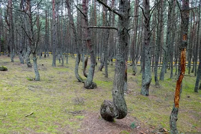 Танцующий лес на Куршской косе | Пьяный лес в Калининграде