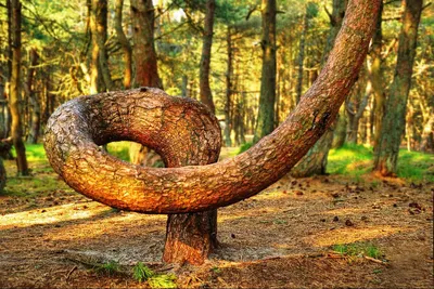 Танцующий лес на Куршской косе. Как добраться, фото, причины, карта, видео,  легенда, отели - Туристер.Ру