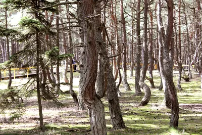 Танцующий лес на Куршской косе (135 фото) - 135 фото