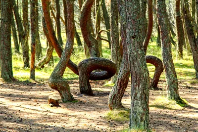 Танцующий лес (Куршская коса)