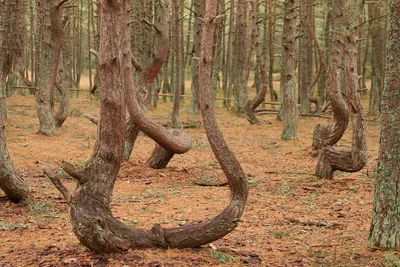 GISMETEO: Танцующий лес на Куршской косе закроют до 2022 года - Природа |  Новости погоды.