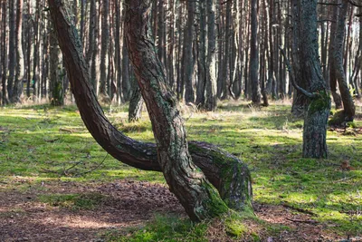 Танцующий лес на Куршской косе закроют для туристов до 2022 года
