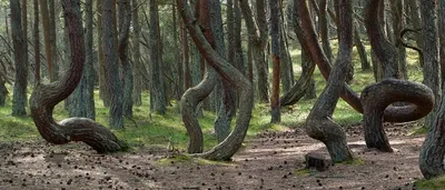 Танцующий лес | Изогнутые \"танцующие\" сосны на Куршской косе… | Flickr