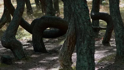 Танцующий Лес - изогнутые деревья Куршской косы. Россия