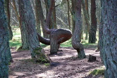 Куршская коса танцующий лес деревья …» — создано в Шедевруме