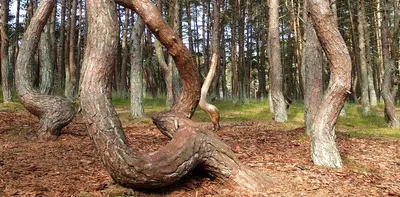 Танцующий лес на Куршской косе в Калининграде💥: танцующие деревья, лес,  интересные места, удивительные факты — Tripster.ru