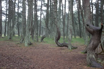 Куршская коса Танцующий лес (88 фото) - 88 фото