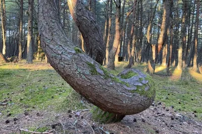 Куршская коса, Танцующий лес. :: Валерия Комова – Социальная сеть ФотоКто