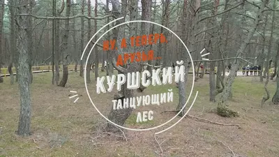 Куршская коса национального парка. Танцующий лес. Изогнутые деревья.  Стоковое Фото - изображение насчитывающей анонимности, пуща: 170266726