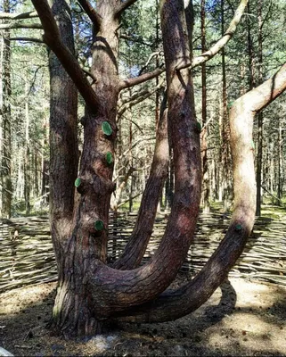 Танцующий лес» Куршской косы претендует на победу в известном геоконкурсе |  ОБЩЕСТВО | АиФ Калининград
