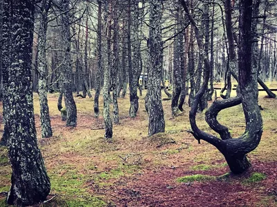 Танцующий лес в Калининградской области: информация, фото, как добраться |  Большая Страна