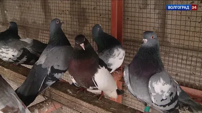 Бакинские голуби.Николаевские голуби.Baku pigeons.Nikolaev pigeons - YouTube