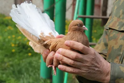 Голуби Курский турман масть черные,сизые купить на Зозу.ру