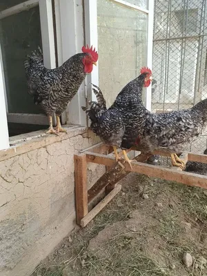 Город животных - 🐓Куры Брама отличаются спокойным... | Facebook