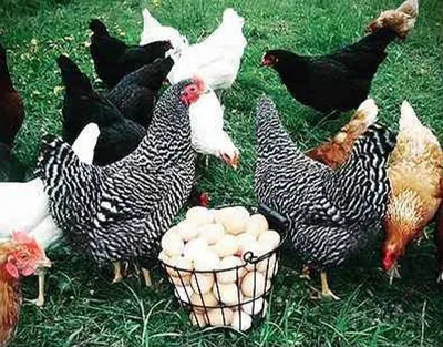 Птичий двор: куры различных пород, цыплята, несушки, бройлеры, утята,  гусята купить в Минской области.