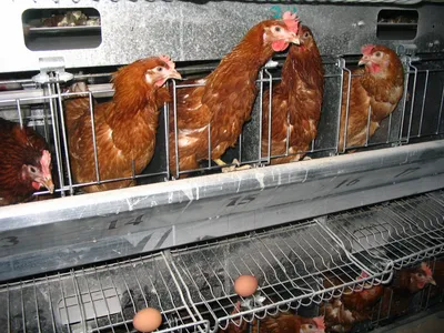 Птичий двор: куры различных пород, цыплята, несушки, бройлеры, утята,  гусята купить в Минской области.