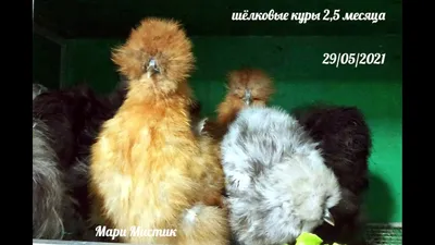 Как Казахстану избавиться от импортозависимости в птицеводстве