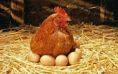 Цены на разделку кур и цыплят-бройлеров ограничили после слов Лукашенко о  расчлененной курице - KP.RU
