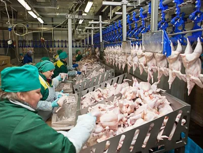 Ограничение цен на мясо курицы продлили в Беларуси