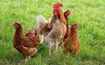 Нелепый закон: в Беларуси вводят запрет на разделку курицы. В чем причина?  — Маланка Медиа