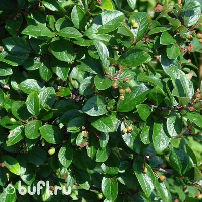 Кизильник горизонтальный (Cotoneaster horizontalis)