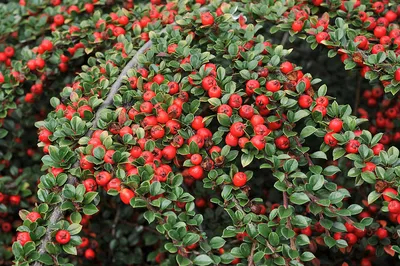 Кизильник блестящий, cotoneaster lucidus