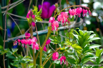 Дицентра — фото, посадка и уход в открытом грунте, виды, сорта цветка с  названиями