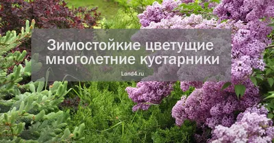 Самые красивые и неприхотливые кустарники для сада