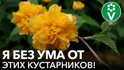 Лиственный кустарник Cornus Alba (Дерен Белый) - Лиственные кустарники -  Саженцы роз, ягодных, фруктовых и декоративных культур - Dekoplant