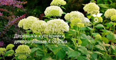 Три красивых кустарника, которые будут цвести даже в тени