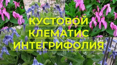 Семена клематиса кустового белого (прямого), ТМ OGOROD - 5 семян купить  недорого в интернет-магазине семян OGOROD.ua