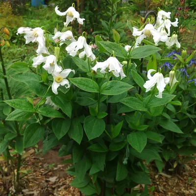 Клематис Shin-Shigyoku - Клематис - GardenPlants