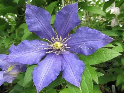 Клематис Блю Ривер/Голубая Река. (Clematis Blue River) III группа купить в  интернет-магазине ЦВІТСАД с доставкой по Украине