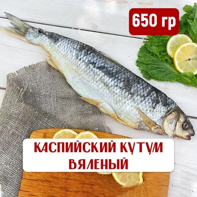 Продам: вкусный вяленый кутум с доставкой в Ростове-на-Дону