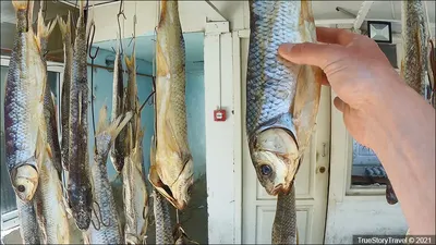 ДАГЕСТАНСКИЕ ПРОДУКТЫ В КРАСНОДАРЕ❗ on Instagram: \"🐟 Поистине царская рыба‼️  Кутум. Рыба, которая не нуждается в рекламе. Обитает в Каспийском море.  🔹Кто хоть раз пробовал эту рыбу, на всю жизнь запомнит её